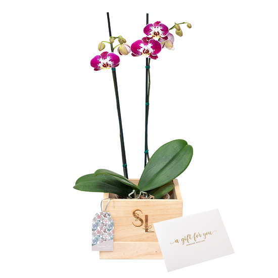 Orquídea Wood Box 2 Varas