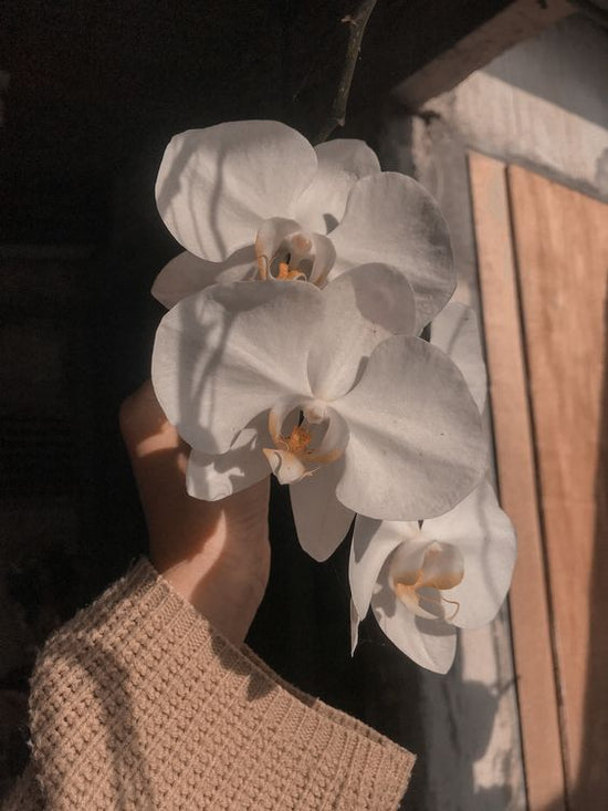 orquídeas, plantas, cuidado, regalo, detalle, sorpresa, envío a todo lima y callao, regalo sorpresa, planta sorpresa, sorprende lima