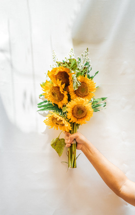 ¿CÓMO CUIDAR LOS GIRASOLES?