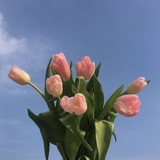 TULIPANES: historia, significado, tips, cuidados y mucho más – SORPRENDE LIMA