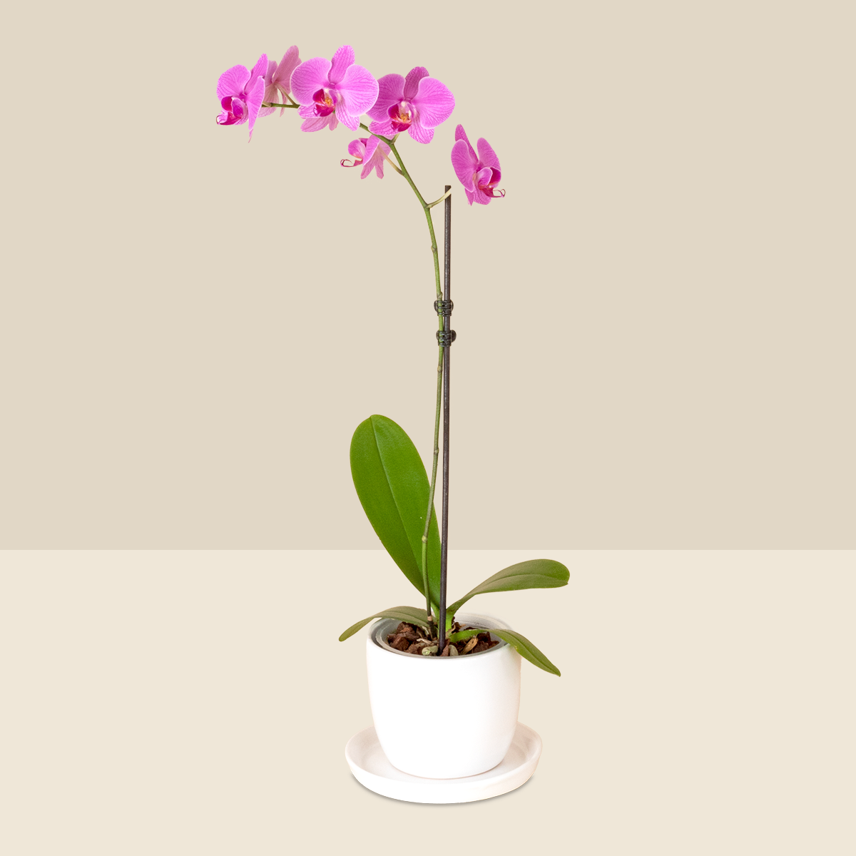 Orquidea 1 Vara morada