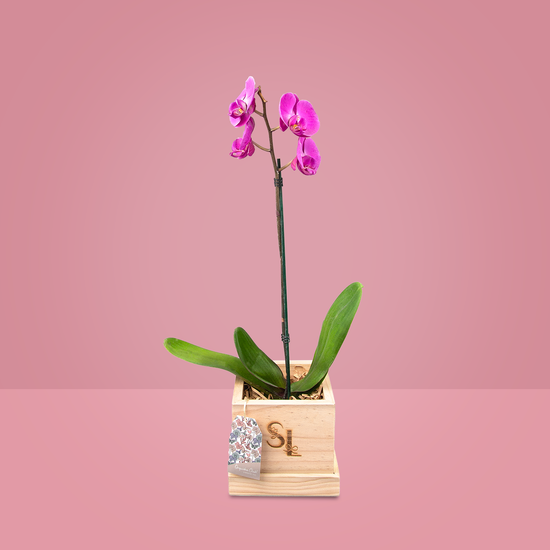 ORQUIDEA WOOD 1 VARA MORADA