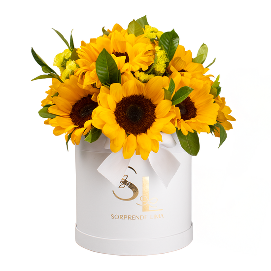 BOX DE GIRASOLES WHITE
