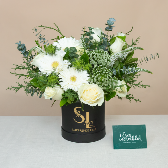 BOX MAIA PREMIUM