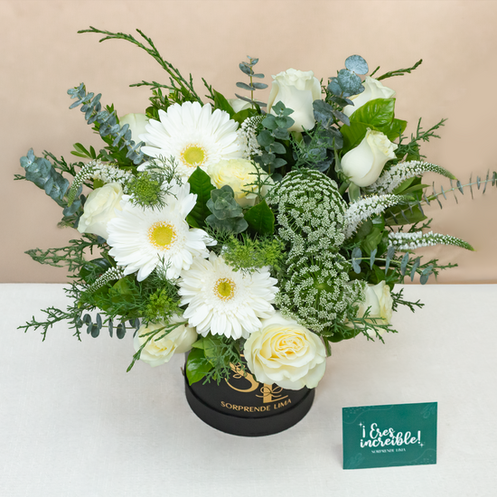 BOX MAIA PREMIUM