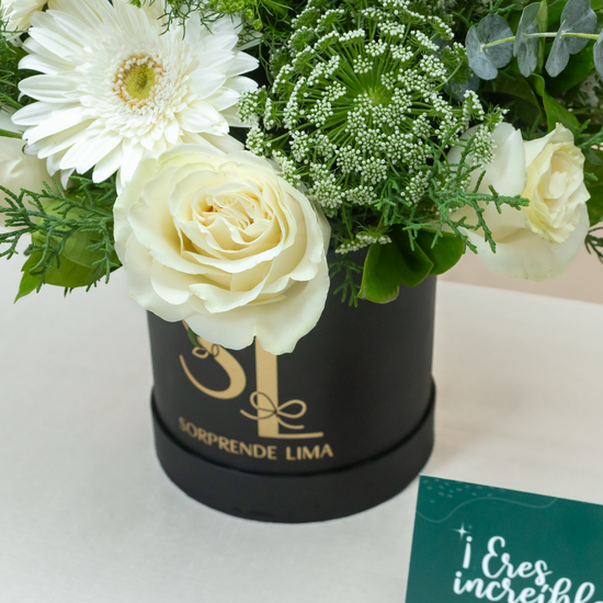 BOX MAIA PREMIUM