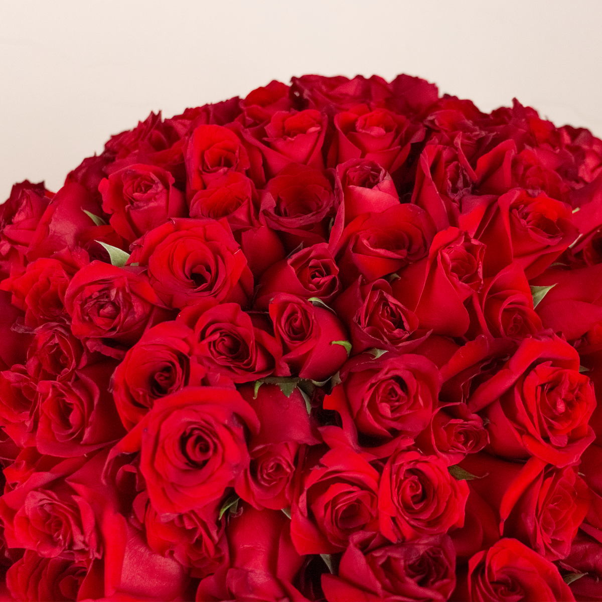 RAMO BUCHÓN 500 ROSAS – SORPRENDE LIMA