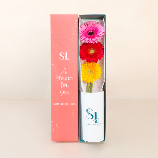 CAJA 3 GERBERAS COLOURFUL