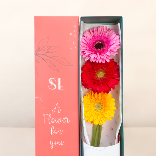 CAJA 3 GERBERAS COLOURFUL