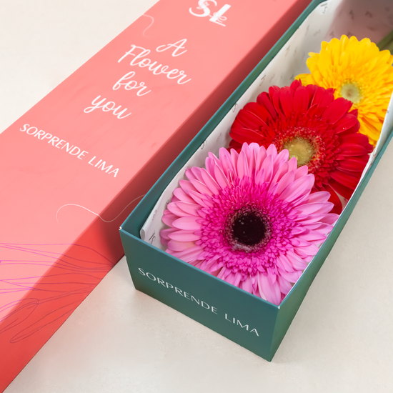 CAJA 3 GERBERAS COLOURFUL