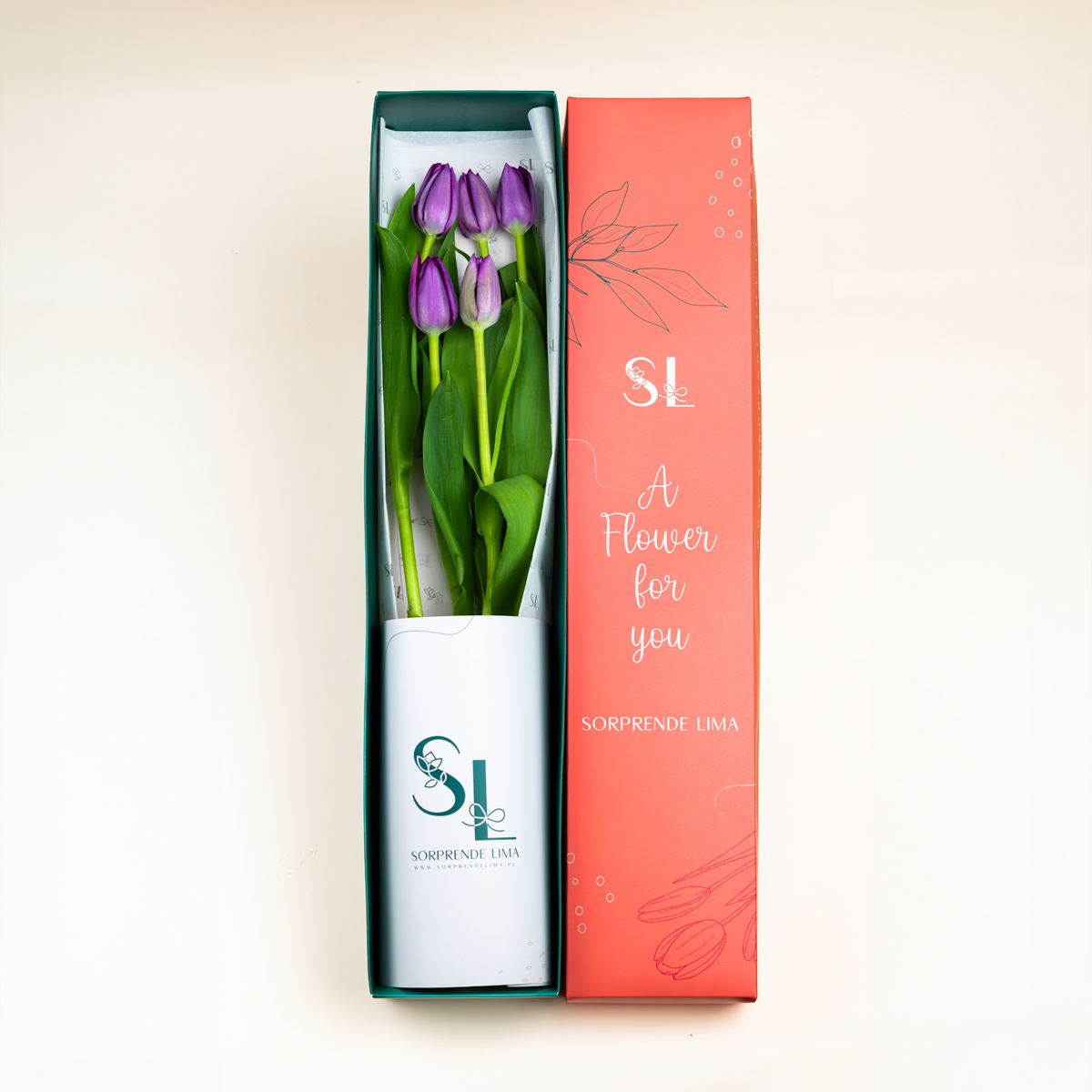 CAJA 5 TULIPANES MORADOS