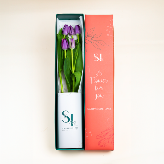 CAJA 5 TULIPANES MORADOS