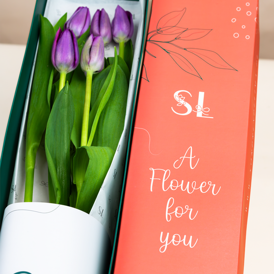 CAJA 5 TULIPANES MORADOS