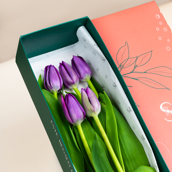 CAJA 5 TULIPANES MORADOS
