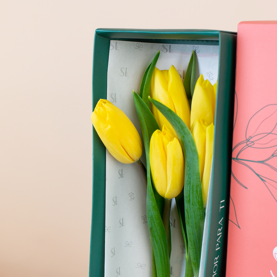 CAJA 5 TULIPANES AMARILLOS