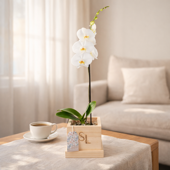 Orquidea Blanca 1 vara