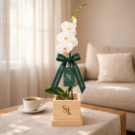 Orquidea Blanca 1 vara