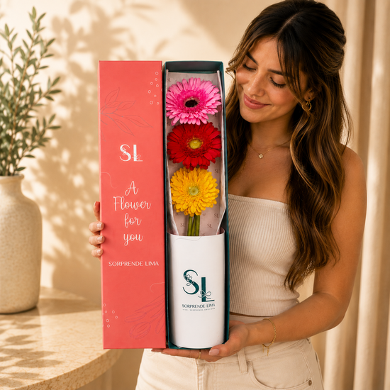 CAJA 3 GERBERAS COLOURFUL