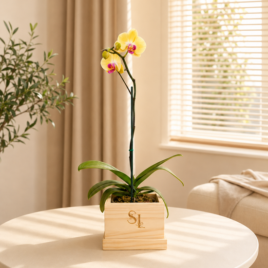 Orquídea Amarilla Wood Box 1 Vara