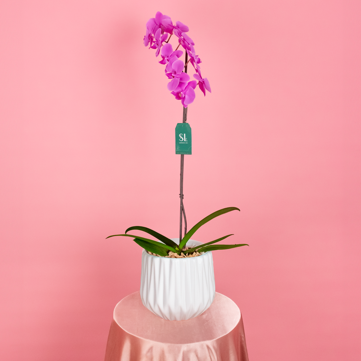 ORQUÍDEA LILY MORADA