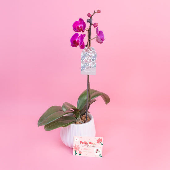ORQUÍDEA MAMÁ