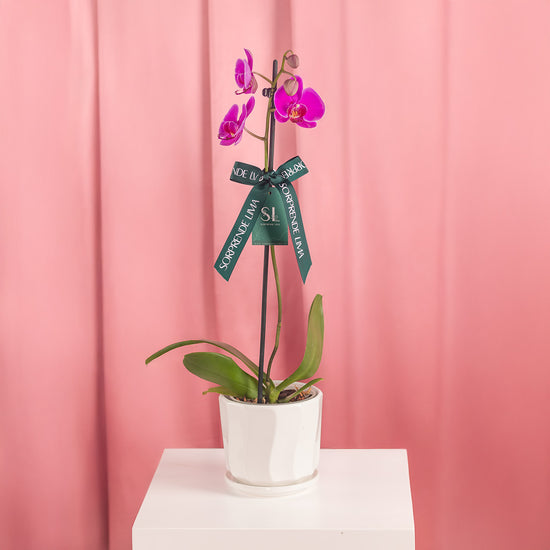 ORQUIDEA MORADA MAMÁ