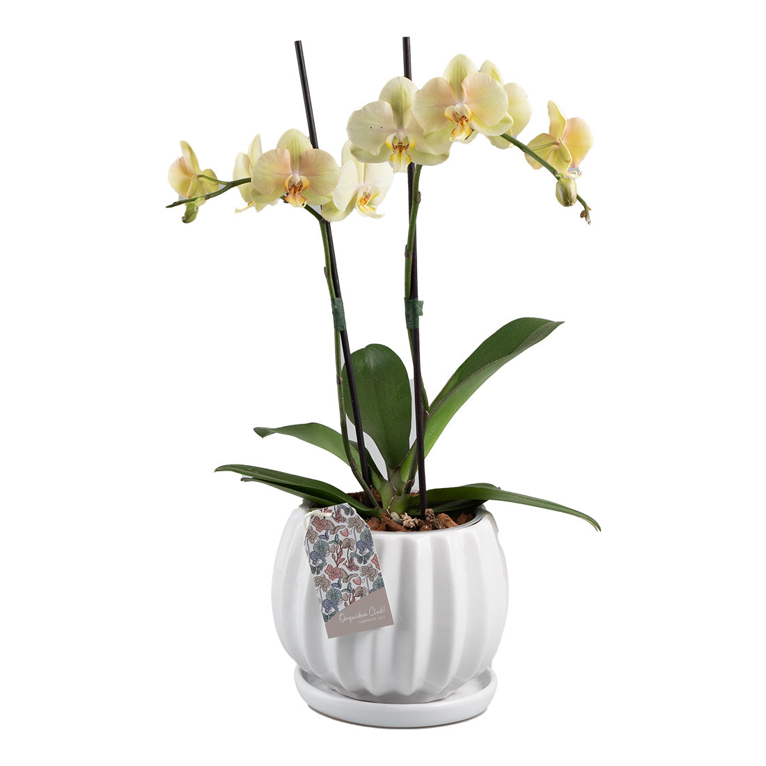 Orquídea Base Pliegos