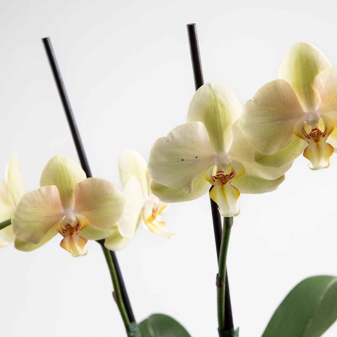 Orquídea Base Pliegos