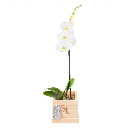 Orquidea Blanca 1 vara
