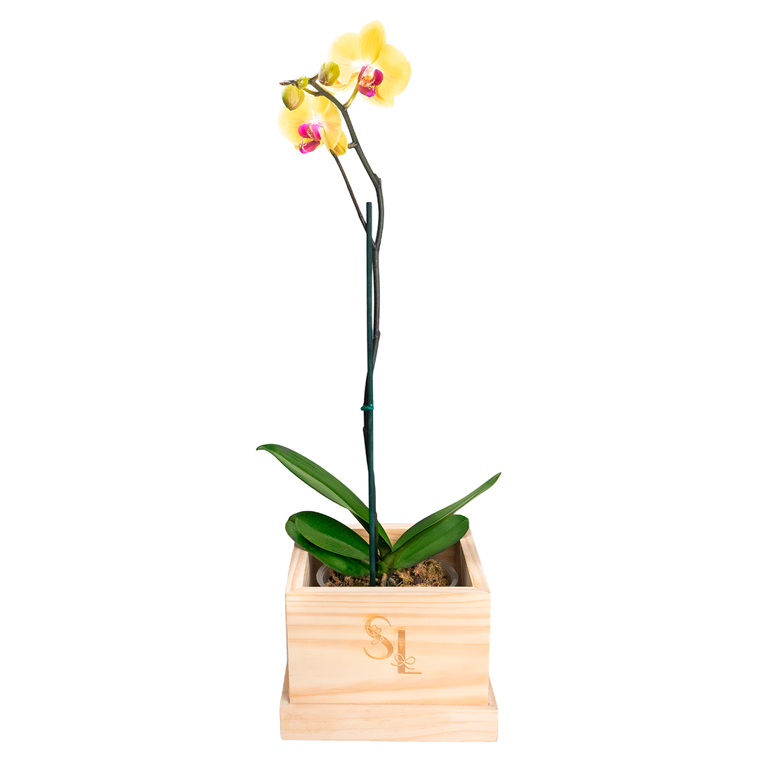 Orquídea Amarilla Wood Box 1 Vara