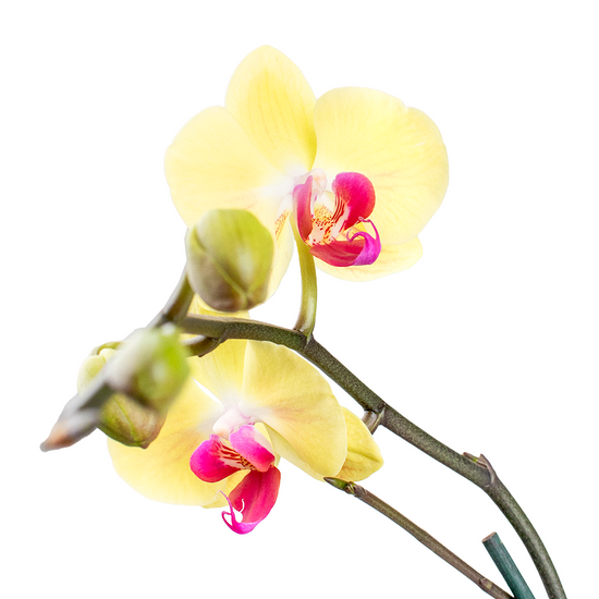 Orquídea Amarilla Wood Box 1 Vara
