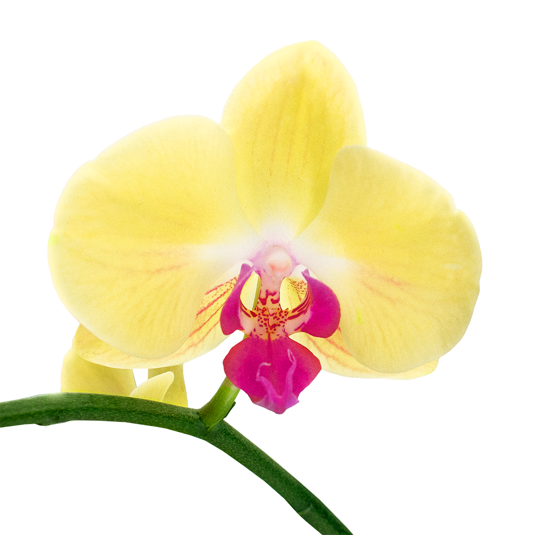 Orquídea Amarilla Wood Box 1 Vara