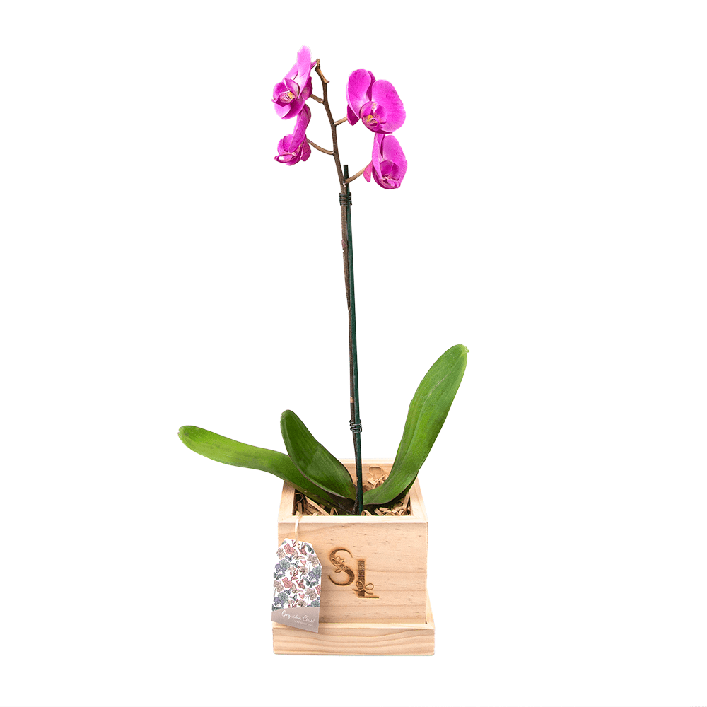 Orquidea Wood Box 1 Vara