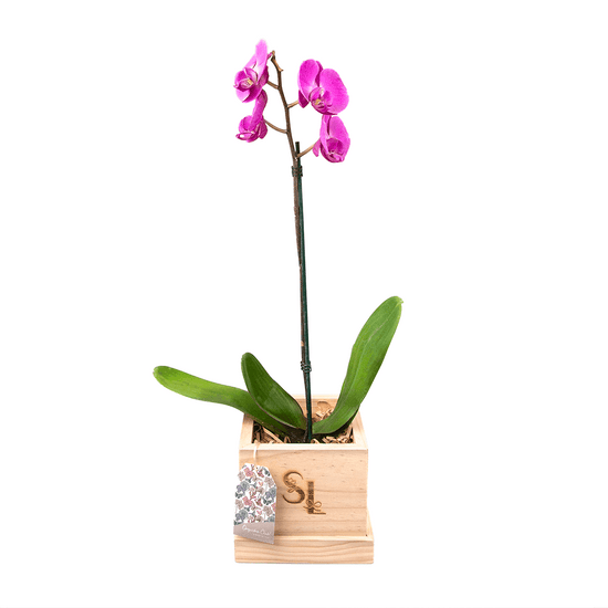 Orquídea Wood Box 1 Vara
