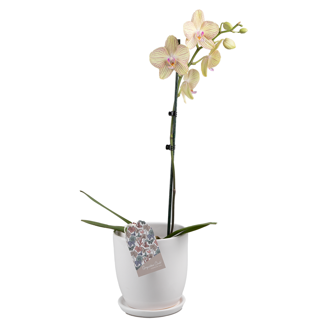 Orquídea Base Ceramica