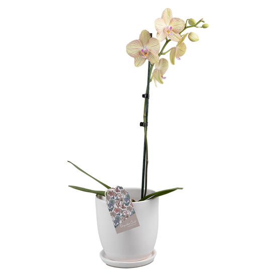 Orquídea Base Ceramica