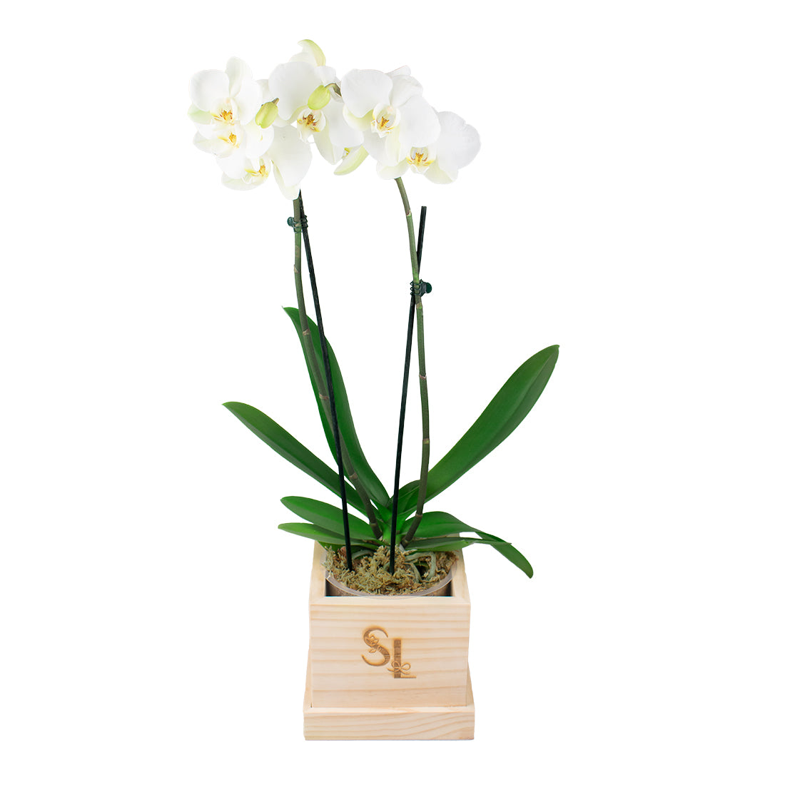 Orquídea Wood Box 2 Varas