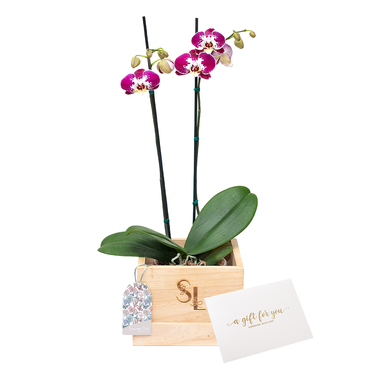 Orquídea Wood Box 2 Varas